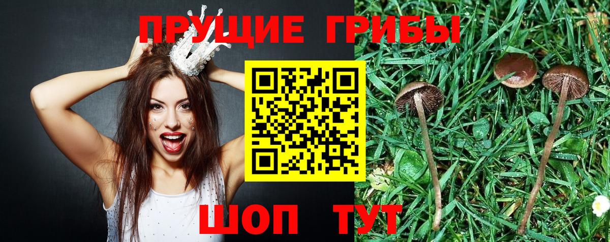 Галлюциногенные грибы Cubensis  Галлюциногенные грибы прущие грибы  Шали  Вход с VPN 
